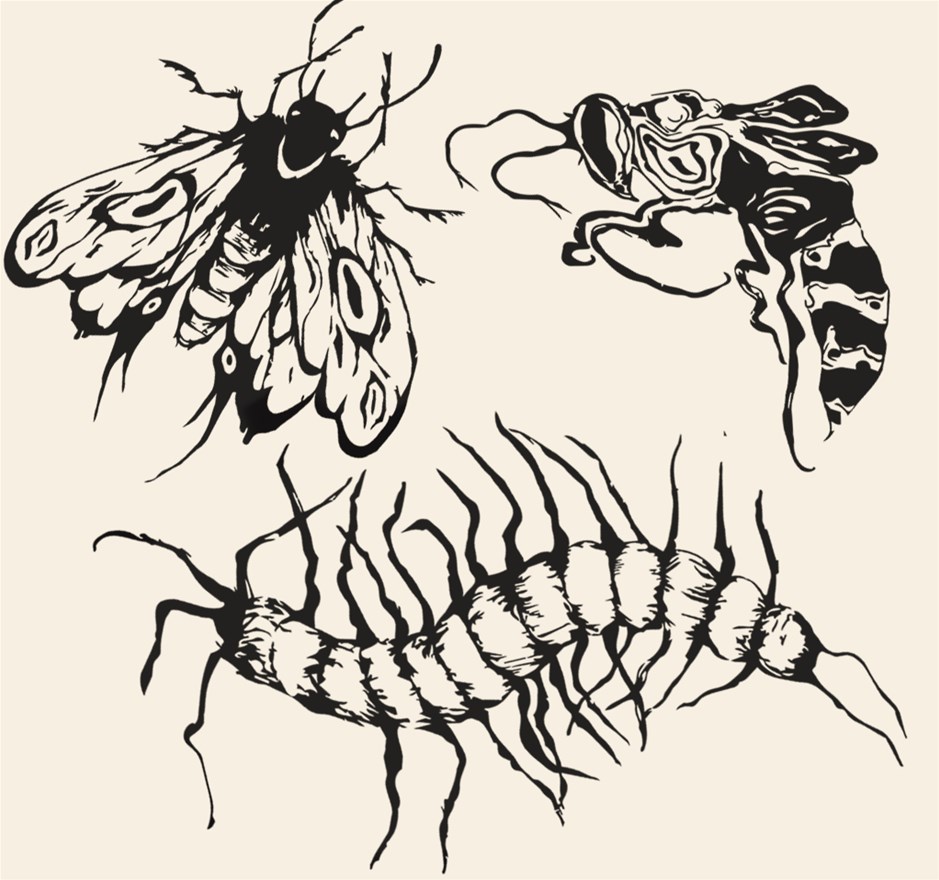 Maxi Kunstclub: Insecten onder de loep